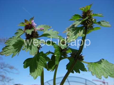 deadnettle, purple